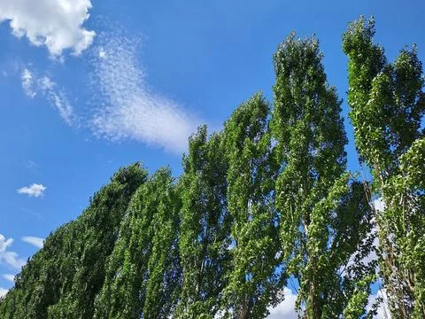 Trees in the sky Stock Photos