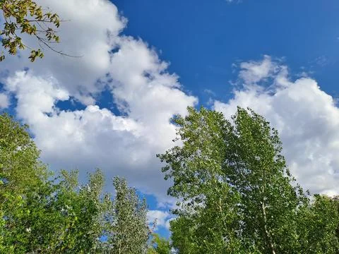 Trees in the sky Stock Photos