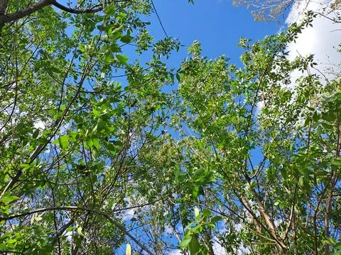 Trees in the sky Stock Photos