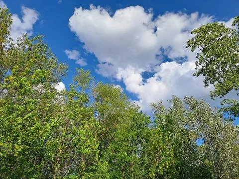 Trees in the sky Stock Photos
