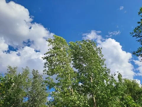 Trees in the sky Stock Photos