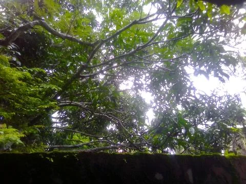 Trees with Sky 스톡 사진