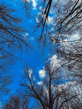 Trees in the sky Fotos de archivo