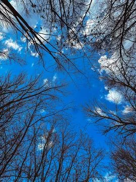 Trees in the sky 库存照片