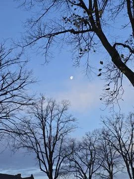 Trees in sky Stock Photos