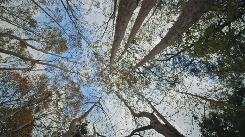 Trees &amp; Sky Time Lapse Stock Footage 145099000