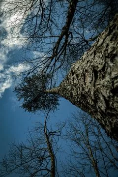 Trees to the sky view Stock Photos