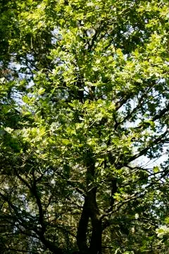 Trees on sky wild forest old road nature scape north germany fifty megapixels Stock Photos