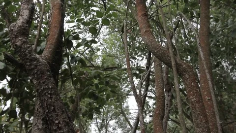 Trees slider shot Stock Footage 77050720