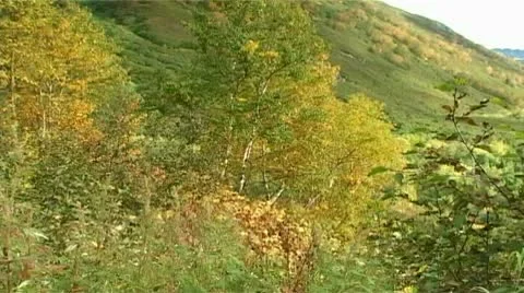 Trees on the slope Stock-Footage 9026999