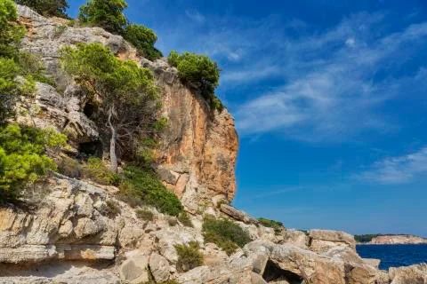 Trees on the slope of mountain Stock Photos