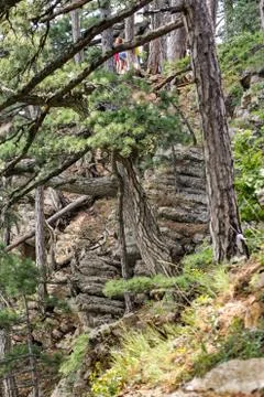 Trees on the slope. Photos