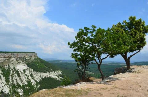Trees on the slope Stock Photos