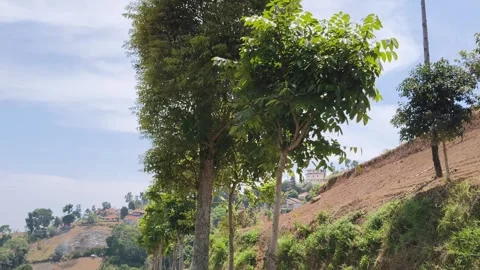 Trees on sloping hillside with sunny sky background Stock Footage 346773214