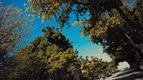 Trees slow motion first person blue sky Stock Footage 274439927