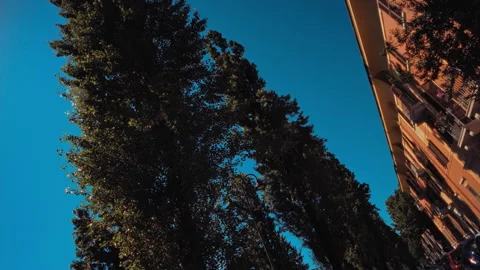Trees slow motion first person blue sky Stock Footage 274440443