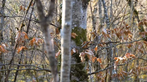 Trees in Slow Motion Stock Footage 109135739