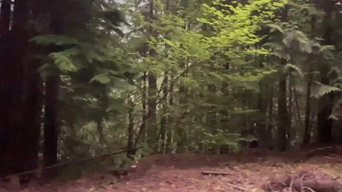 Trees in Slow Motion Stock Footage 156973068