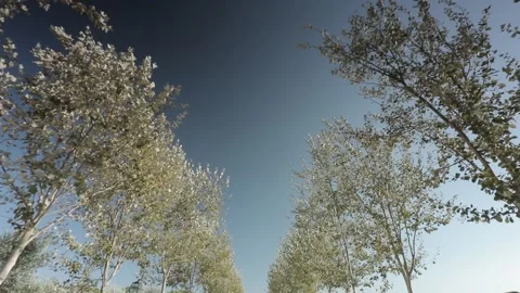 Trees slow motion Stock Footage 159490723