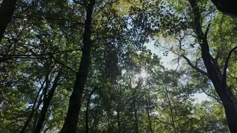 Trees in slow motion with a gimbal Stock Footage 284725254