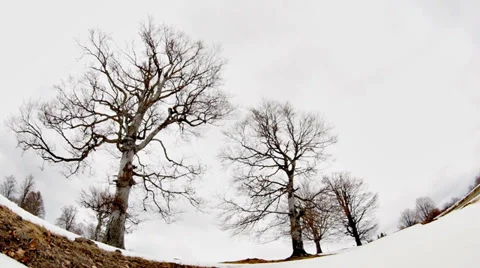 Trees Slow Motion Traveling Stock Footage 34680127