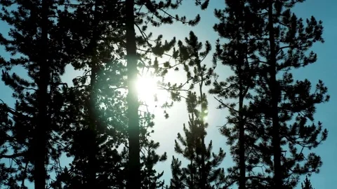 Trees slowly move over sun Stock Footage 79475644
