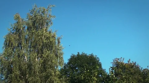 Trees slowly moving in a soft wind Stock Footage 95985935