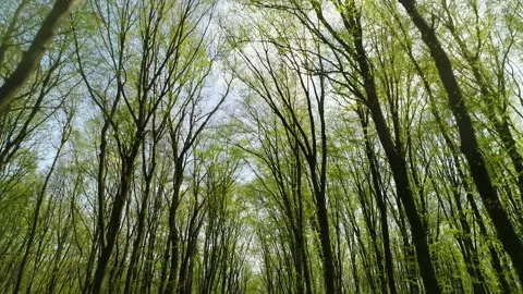 Trees with small leaves on sky background. Stock-Footage 172518516