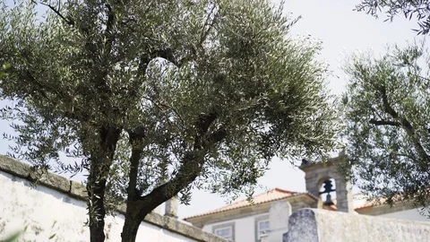 Trees in small old town Stock Footage 105508195