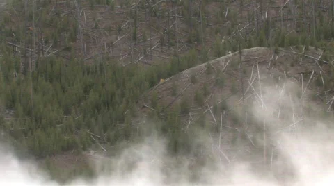 Trees Smoking Stock Footage 270346