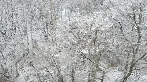 Trees in the snow 2 Stock Footage 104924991