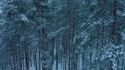 Trees in snow. Aerial view. Pine branches sag from a lot of snow. Stock Footage 230697957
