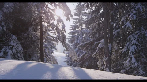 Trees in Snow with Back Light Stock Footage 32281743