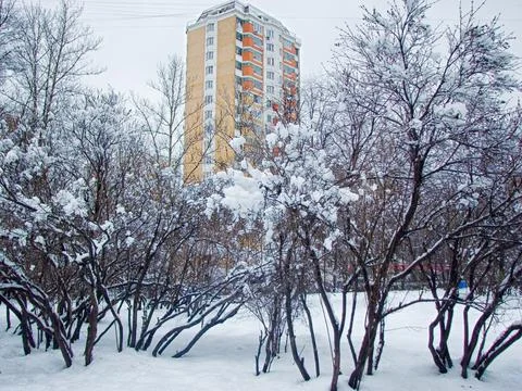 Trees in the snow on a background of a multi-storey building Stock Photos
