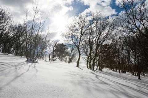 Trees in snow blizzard Stock Photos