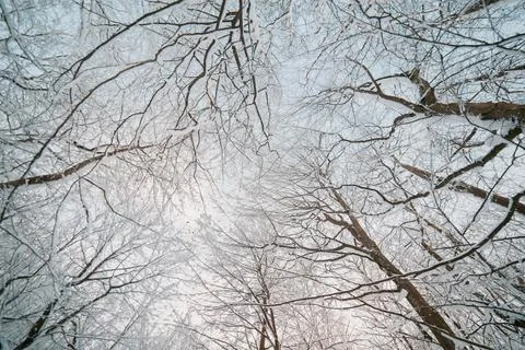 Trees with snow on branches Stock Photos