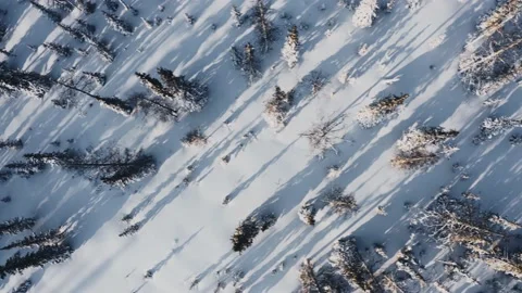 Trees in the snow from a copter in a Siberian forest. 4K Stock Footage 204993597