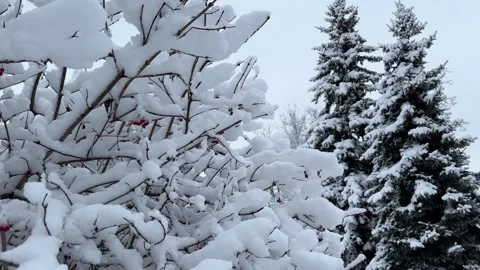 Trees in a snow-covered forest Stock Footage 298563041