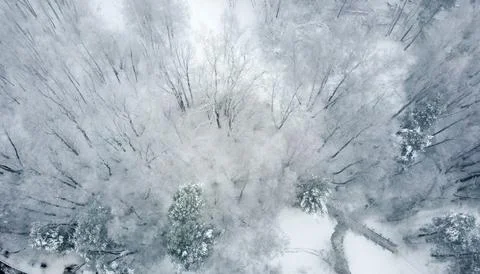 Trees in a snow-covered forest on a winter cloudy day. Aerial view. Stock-Fotos