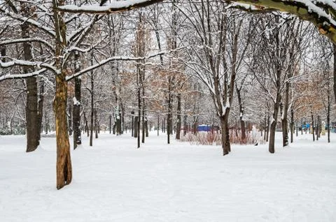 Trees snow-covered Stock Photos