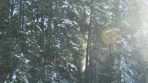 Trees with snow falling Video stock 46126641