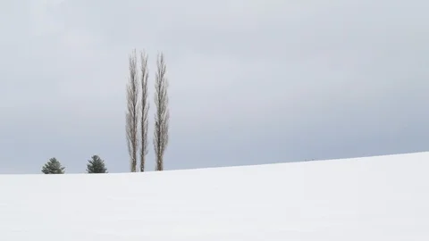 Trees in a snow field at Akabane hill, Biei, Hokkaido, Japan Stock Footage 102265301