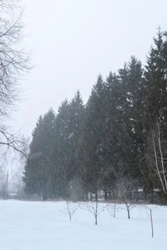 Trees with snow field 스톡 사진