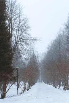 Trees with snow field Foto stock