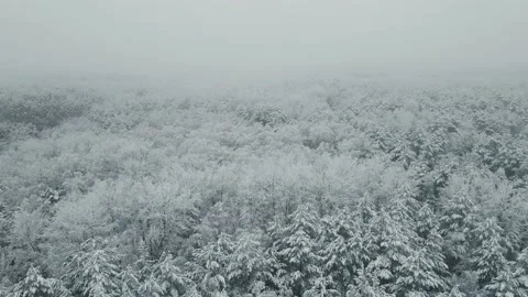 Trees in the snow. Fog on the lake. Winter landscape. Drone footage Stock Footage 233101341