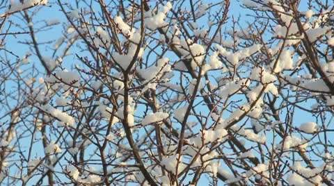 Trees in Snow Stock Footage 10580059