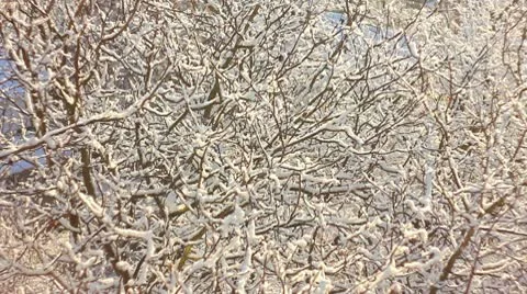 Trees in Snow Stock Footage 10580063