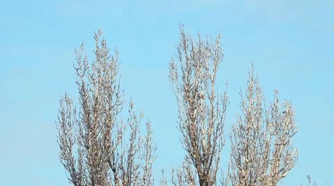 Trees in Snow Stock Footage 10580065