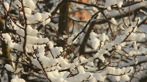 Trees in Snow Stock Footage 10580071