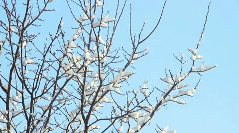 Trees in Snow Stock Footage 10580075